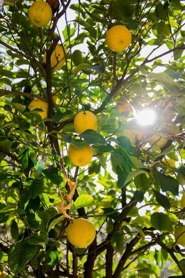 Agriturismo La Limonaia Mondavio Eksteriør bilde