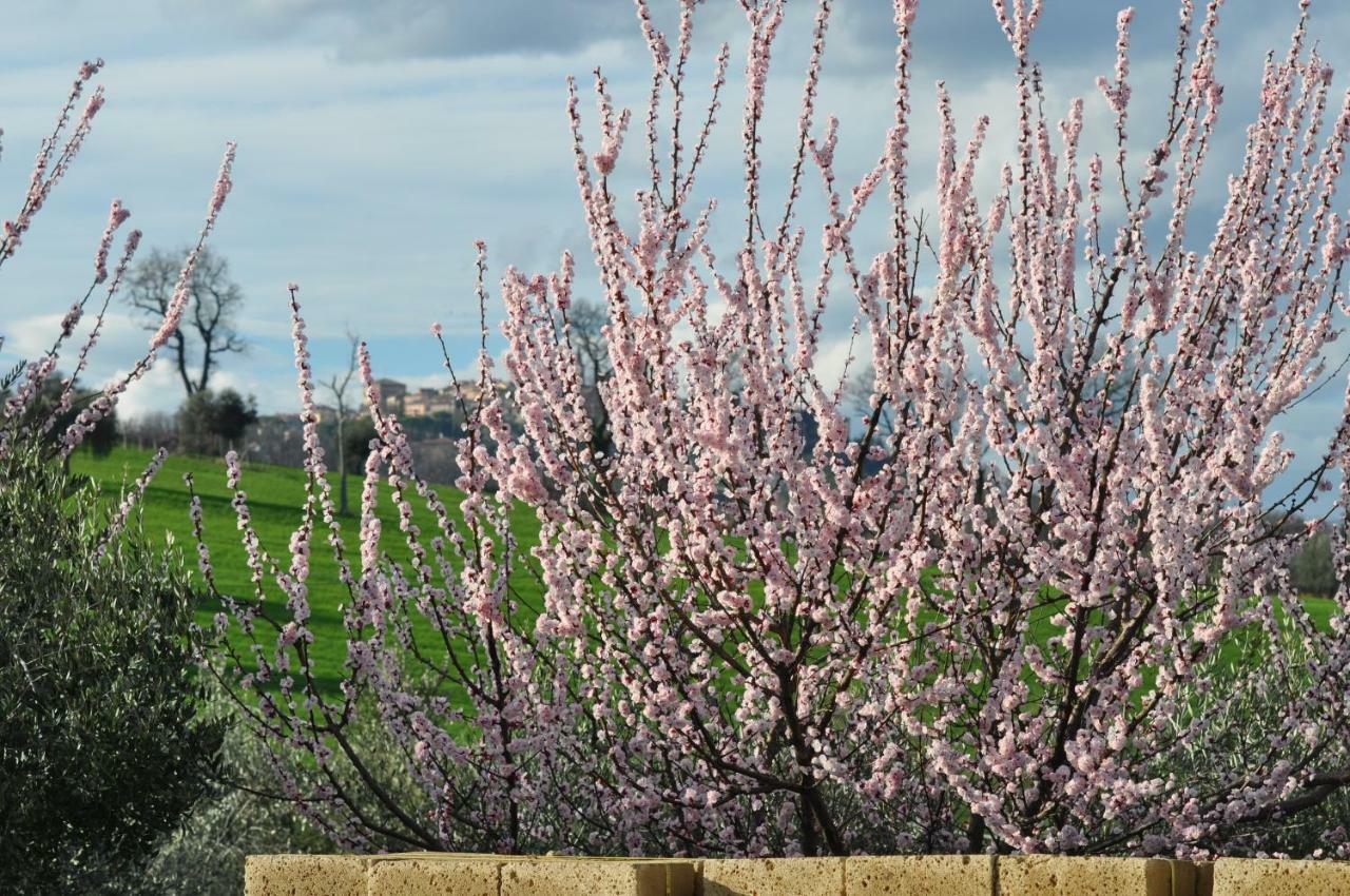 Agriturismo La Limonaia Mondavio Eksteriør bilde